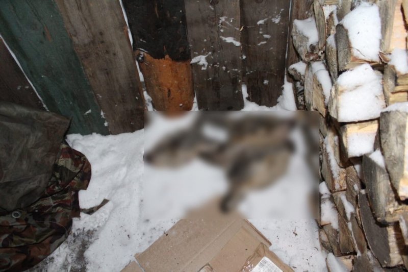 В Крутинском районе возбуждено уголовное дело по факту незаконной охоты на косуль